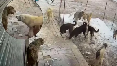 Mahallede Panik! Aç Kurt Yiyecek İçin Şehre İndi, Köpeklerin Saldırısına Uğradı