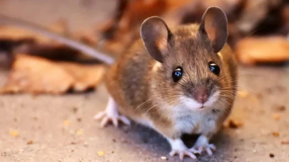 Fare Krizi! Polonya’da Tarihi Meydandan Tüm Şehre Yayıldılar