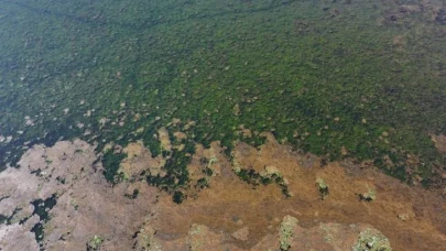 İzmir Körfezi alarm veriyor! Deniz Marulları neden çoğaldı?
