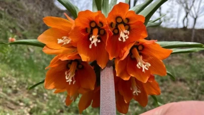 Sadece 20 Gün Yaşıyor! Bu Çiçeği Koparmak 244 Bin TL!