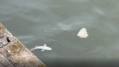 Porsuk Çayı'ndaki Balık Ölümleri Yetkilileri Harekete Geçirdi