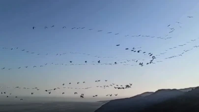 Tekirdağ Uçmak Dere'de Pelikan Sürüsü Göç Ederken Çekildi