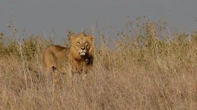 Kenya’da Aslan Dehşeti: 14 Yaşındaki Kız Vahşi Saldırıda Can Verdi