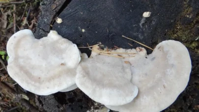 Bilim İnsanları Şoke Oldu: 1 Gramı Bile Dili Felç Ediyor!