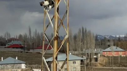 Başkale'de Sahipsiz Köpeklerden Kaçan Kedi Elektrik Direğine Sığındı