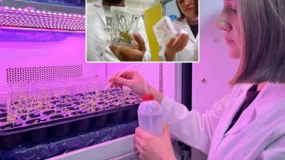 Tükenmeden Kurtuldular: 500 Bitki Yeniden Toprakla Buluştu