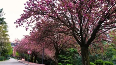 Başkentte Japon Esintisi: Sakuralar Açtı, Dikmen Vadisi Renk Şölenine Dönüştü!
