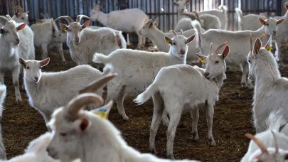 Tunceli'nin Toratlı Köyü'nde Şap Hastalığına Rastlandı: Tarım ve Orman Bakanlığı'na Bağlı Ekipler Harekete Geçti