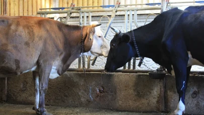 Yerli et üreticisine müjde: Bakanlık onayıyla yeni destek başladı