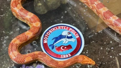 Sarıyer'de Şok Uygulama: Otomobilden Zehirli Yılanlar Çıktı!