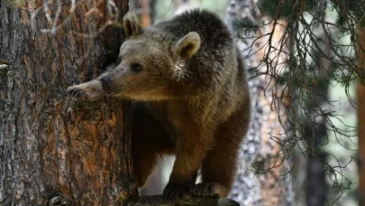 Ayı Dehşeti Sınır Tanımıyor! Slovakya’da Olağanüstü Hal Kararı