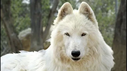 Game of Thrones Gerçek Oldu! Ulu Kurtlar 12.500 Yıl Sonra Yeniden Doğdu