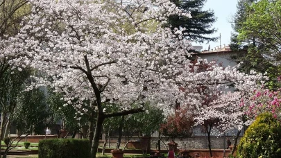 Bahar Geldi, Alerji Kabusu Başladı! Uzmanlar O Tarihlere Dikkat Çekiyor