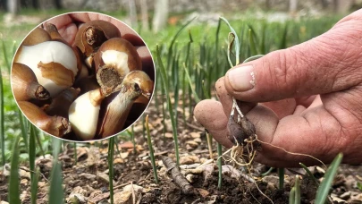 Antalya’dan Dünyaya Örnek Adım: Kardelenler Artık Üretim Parsellerinde Yetişecek