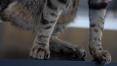 Bursa'da Kan Donduran Vahşet! 8 Kedi Yavrusu Katledildi