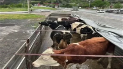 TIR’ın Tek Farı Her Şeyi Ele Verdi! Çalınan 6 Büyükbaş Gaziantep’te Bulundu