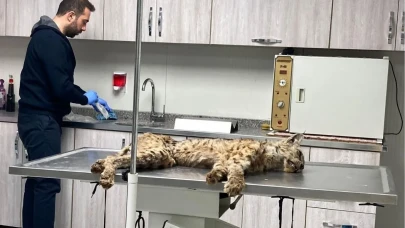 Bitlis'te Nefes Kesen Kurtarma Operasyonu: Nesli Tükenmekte Olan Vaşak Hayata Döndürüldü!