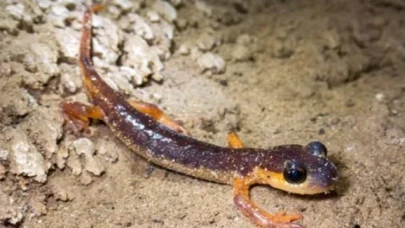 Türkiye’nin Yer Altı Hazinesi Ortaya Çıktı: 154 Mağarada Nesli Tehlike Altında Olan Türler Keşfedildi!