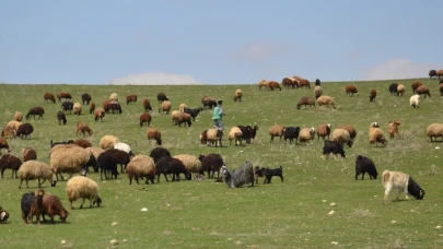 Muş’ta Baharın Bereketi: Besiciler Küçükbaş Hayvanlarını Meralarla Buluşturdu