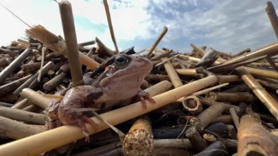 Asfaltın Üzerindeki Umut: Kurbağalar İçin Kurulan Yaşam Koridoru