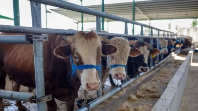 Skandal İhmaller Zinciri Ölüm Getirdi: Beren Su İçin Adalet Çağrısı Yükseliyor