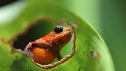 Ödüllü Makro Fotoğraflar: 2025 Britanya Vahşi Yaşam Fotoğrafçılığı