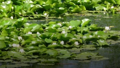 Nilüfer Gölü’nü Korumak İçin Dev Yaptırım: Bitkiye Dokunan Yandı!