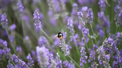Sinirleri Yatıştıran Bitkilerle günlük Strese dur deyin
