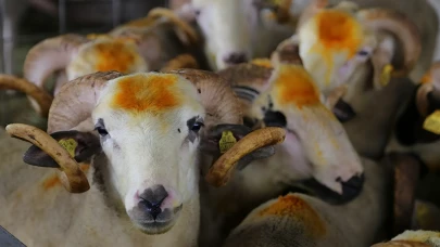 Vekaletle Kurban Kesilir mi, Vekalet Nasıl Verilir? 2025 Yılı Diyanet Vekaletle Kurban Kesim Bedelleri