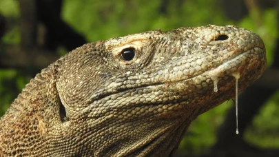 Dünyanın en tehlikeli hayvanı: Sadece 5 adada yaşıyor ama tehlikede