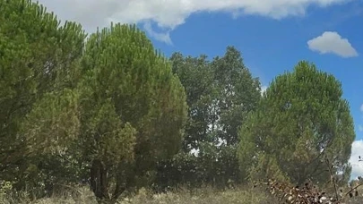 Ormanlık alanlara girişler ve piknik ateşi yakılması 5 ay boyunca yasaklandı!