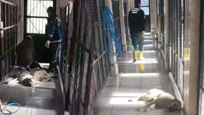 Sosyal Medyada Patlayan İddia: Barınakta Hayvanlar Uyutuldu mu?