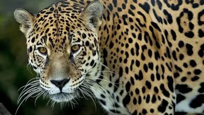 Anadolu Parsı Nesli Tükendi Mi, Neden Korunuyor, Kaç Tane Kaldı, Nerede Görüldü?