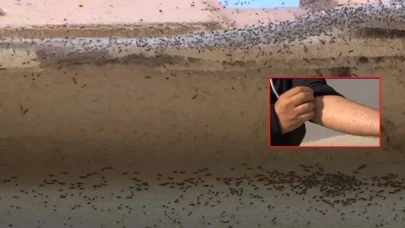 Evlerin İçine Girdiler! Fransa’da Tırtıl Dehşeti Giderek Büyüyor