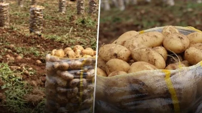 Virüslü patates skandalı! 2 bin ton ürün geri gönderildi