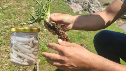 Çocukların eğlencesiydi bu bitkinin kökünde 3 gram altın var!