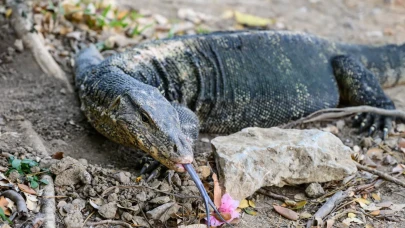 Tayland’da Vahşet: Dev Kertenkele Bebeği Parçaladı