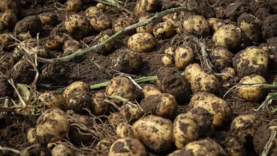 Patates: Kötü Ün, Sağlıklı İçerik