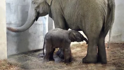 Malezya’da Hayvan Trafiği Alarm Veriyor: Binlerce Can Yolda Kayboldu