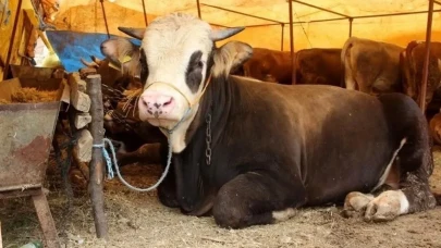 Kilosu değil, verimi önemli! İşte Kurban Bayramı öncesi en çok et veren hayvanlar