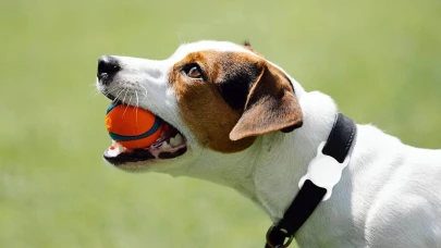 AirTag Sayesinde Kaybolan Köpek Sahibine Kavuştu: Pil Seviyesini Takip Etmeyi Unutmayın!