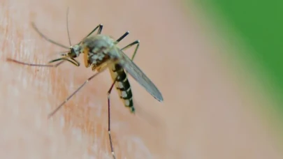 Sivrisinekte Batı Nil Virüsü!