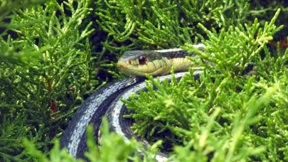 Bahçede yılan görmenin gerçek anlamı ortaya çıktı! Sadece tesadüf değilmiş…