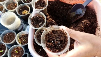 Bahçeye toprak altına bunu ekin: Sivrisinek, böcek, hatta yılan bile yaklaşamayacak!