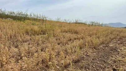 Siirt’te Kırmızı Mercimek Hasadı Başladı: Yağışlar Verimi Etkiledi
