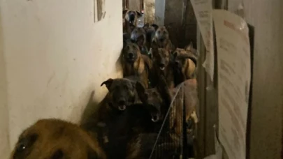 ABD’de Hayvan İstismarı Şüphesi: 48 Köpek Tek Dairede Sıkıştırılmış
