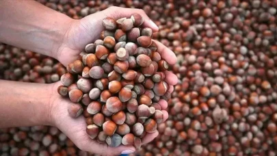 Karadeniz'de Fındık Alarmı: Zirai Don Felaketi Üreticiyi Vurdu
