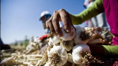 Çöpe attığınız sarımsak kabuğu, zararlıları uzaklaştırıyor, toprağı güçlendiriyor!