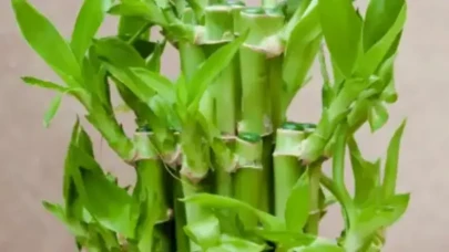 Evler İçin Şık ve Pozitif: Lucky Bamboo Gerçekte Ne?