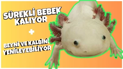 Ömür boyu bebek kalan bu hayvan kaybettiği tüm organlarını yenileyebiliyor!